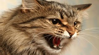 Male Cat Calling Female  Male Cat In Heat Sounds  Cat Mating Call Sounds [upl. by Federica]