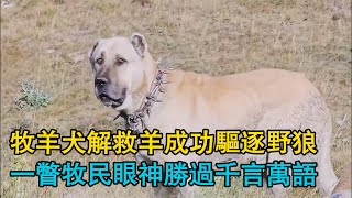 牧羊犬解救羊成功驅逐野狼，一瞥牧民眼神勝過千言萬語，母愛如山的牧羊犬冒死護崽，25天幼崽的安全港灣！ [upl. by Marguerie]