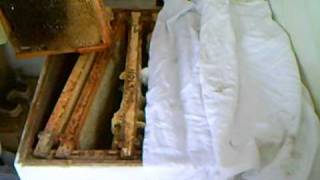 thymol solution in use nosema treating bee hives [upl. by Carley]