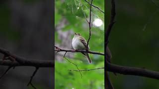 Acadian Flycatcherbirdsusa migratingbirds [upl. by Riobard928]