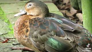 a very colorful duck resting on or on the shore of the lake [upl. by Sarene172]