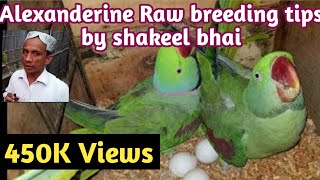 alexandrine parrot breeding tips  shakeel bhai setup  Raw breeding formula amp diet [upl. by Bywaters]