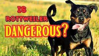 Are Rottweilers Really Aggressive The Truth You Need to Know [upl. by Dupuy388]