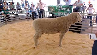 2024 California Ram Sale Live Stream April 13 2024 [upl. by Yenaffit]