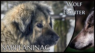 Sarplaninac  Wolfskämpfer vom Balkan [upl. by Llemrej]