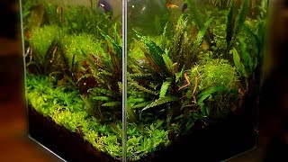 Popular Freshwater Plants Part 2 [upl. by Logan]