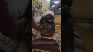 pupsi the dog and his tongue dogs اكسبلور كلاب mydogs ضحك mypets funny [upl. by Ellenwad949]