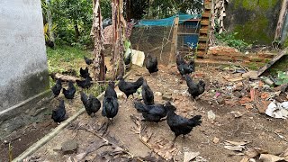 ഇതാണ് ഒറിജിനൽ കരിങ്കോഴി പറ്റിക്കപ്പെടാതെ സൂക്ഷിക്കുക Naadankozhi karinkozhi [upl. by Krusche]