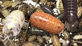 Armadillidium vulgare St Lucia Isopods “Forbidden Jelly Beans” [upl. by Daveda747]