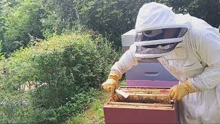 beau temps chez les Célestines greffage et contrôle 🐝apiculture miel nature [upl. by Baoj]