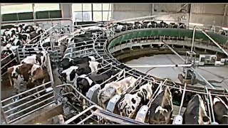 When cows go to carousel  The intelligent cowshed [upl. by Betti]