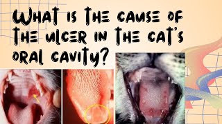 What is the cause of the ulcer in the cats oral cavity [upl. by Feucht]