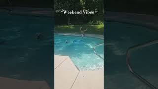 Family Weekend dog doglover poolday toddlers mom momlife floridalife familyday [upl. by Caras]