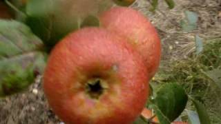 Apple Variety Orleans Reinette [upl. by Aziul439]