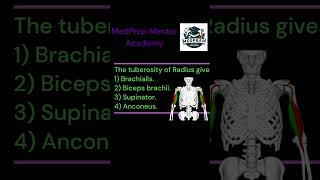 ANATOMY  UPPER EXTREMITIES MCQ No7 bhms bams mbbs bscnursing first year exam Bicepsbrachii [upl. by Bryon]