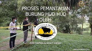 Zoo Taiping and Night Safari  Pemantauan Hud Hud [upl. by Waddington]