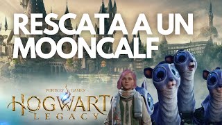 Cómo rescatar a un Mooncalf en Hogwarts Legacy  Qué debes hacer 🤔🙂 [upl. by Arbed]