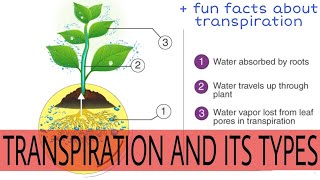 What is transpiration in urduhindi  types of transpiration in urdu  importance of transpiration [upl. by Lorou]