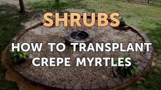 How to Transplant Crepe Myrtles [upl. by Quinton]