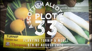 Plot 33 A Scottish Allotment  Planting Turnip and Mooli with updates August 2020 [upl. by Niowtna]