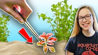 Beginners Guide How to Plant Live Aquarium Plants [upl. by Paley]