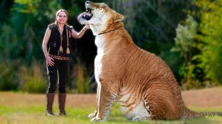 Liger  The Largest Cat in the World Amazing facts about Ligers Most Powerful Big Cat [upl. by Tesil499]