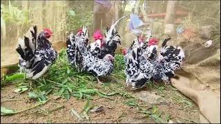 fancy hen farming Ambala City haryana delivery available all India 90341 32520 [upl. by Tobie]