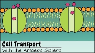 Cell Transport [upl. by Darce]