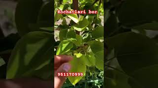 Limonka nok 951170999 qishloq kochatlar fruit namangan qozogiston [upl. by Yenroc]