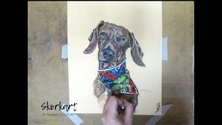 Barney the Dachshund in Pastel Time lapse Art [upl. by Nino]