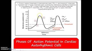 Group 10  What pacemaker potential means Action potential in cardiac autorhythmic cell [upl. by Lezirg383]