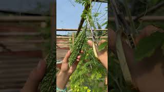 Harvesting pumpkin buds eggplants bottle gourd bitter melon gardening [upl. by Chet]