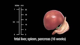 The human liver spleen and pancreas embryonic fetal and adult [upl. by Dierolf]