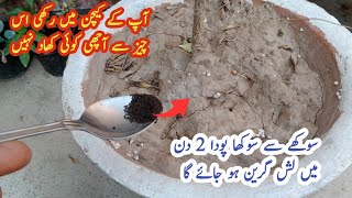 Sirf half chamach k istimal se pode lush green  fertilizer for fast growth [upl. by Ursola]