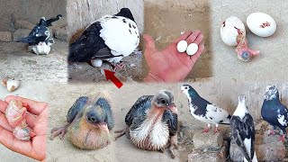 Kabutar ki video kabutar ke bacche Ande se kaise nikalte Hain  1 day to 30 days baby pigeon grew up [upl. by Vallonia]