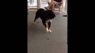 Bernese Mountain Dog Is Scared of Feather [upl. by Hanus]