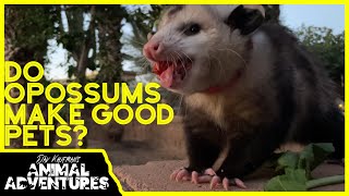 Do OPOSSUMS make good PETS [upl. by Riancho]