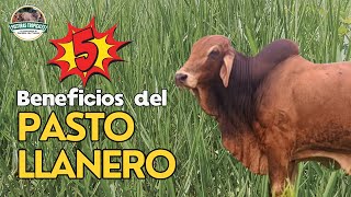 Beneficios del pasto Llanero ganaderiacolombiana ganaderoscolombia [upl. by Netsrak]