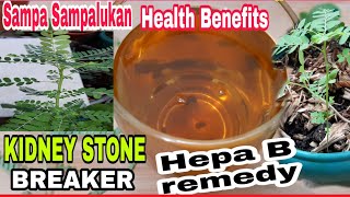 SAMPA SAMPALUKAN chanca piedra health benefits [upl. by Paget]