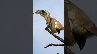 Indian Gray Hornbill Call birdcalls birdwatching birdsounds [upl. by Gnilrad]