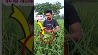 गंधी बग कीटshortsviral paddy agriculture agriculturefarming [upl. by Wilmer935]