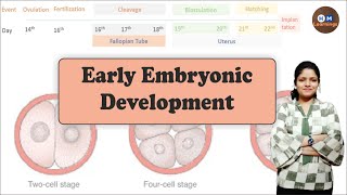 Early Embryonic DevelopmentCleavage Blastulation Blastocyst Hatching I Reproductive Physiology I [upl. by Tartan]