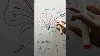 Angeosperm class 11 biology Angeospermae FlowerofangeospermEmaanLearning [upl. by Cavallaro208]