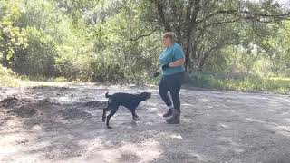 ARC Beaucerons  Puppy training [upl. by Nehtanoj]