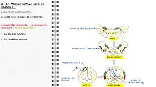 La moelle épinière [upl. by Anilah]