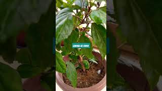 Gudhal ke fayde motivation vastu gudhal health tips gardening plants shorts [upl. by Enelkcaj]