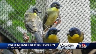 Endangered birds born at Audubon Zoo [upl. by Haynes442]