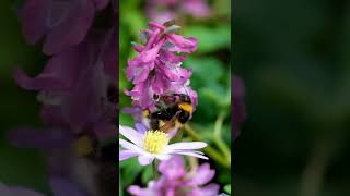 🐝 ¿Cómo acaban las colmenas de abejorros CICLO DE VIDA DEL ABEJORRO Bombus sp [upl. by Refotsirhc852]