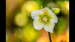 Plant Review Helleborus orientalis Lenten Rose amp various hybrids [upl. by Rogers]