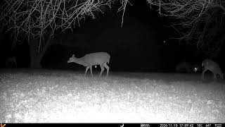 Look at the three deer together in the night trailcamera2 20241118 [upl. by Iow]